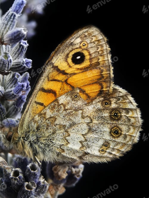 Preview: Nature zoomed in