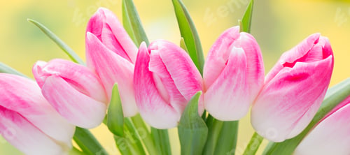 Preview: Spring flowers. Tulip bouquet on the bokeh background.