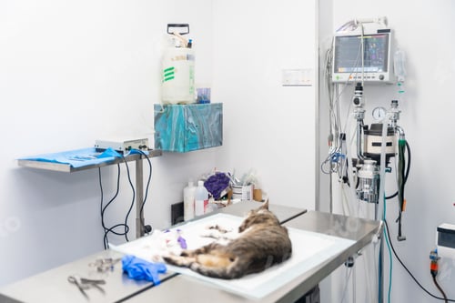 Preview: Cat sleeping in the Consultation Room after operation in the Veterinary clinic