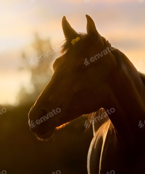 Preview: horse, mare, wilderness, stallion