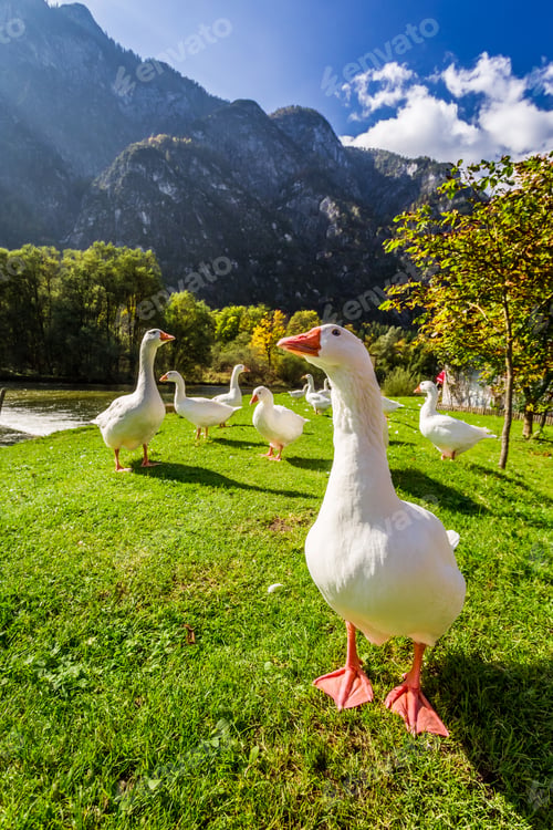 Preview: Flock of geese near the river in the mountains