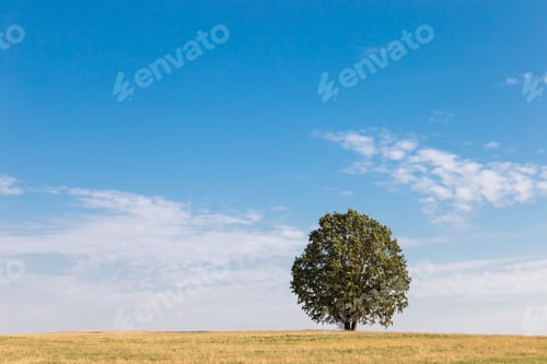 Preview: Lonely tree with field on blue sky background with free space for text
