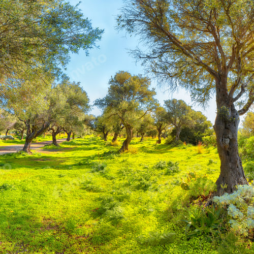 Preview: Blooming olive garden at Cape Milazzo during daytime.
