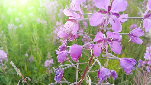 Preview: Fireweed (Epilobium angustifolium) in bloom