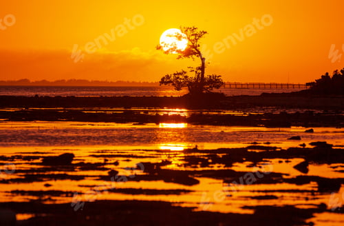 Preview: Mangroves