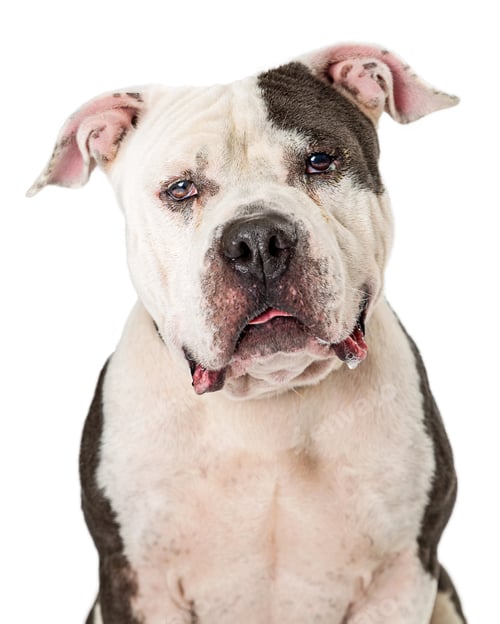 Preview: Closeup Portrait Pit Bull Dog Looking Forward