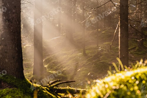 Preview: Beautiful Scene Misty Old Forest with Sun Rays, Shadows and Fog. Scenic Landscape