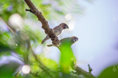 Preview: Nature canvas painted in hues of tranquility
