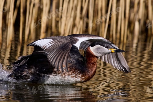 Preview: Red-necked grebe (Podiceps grisegena)