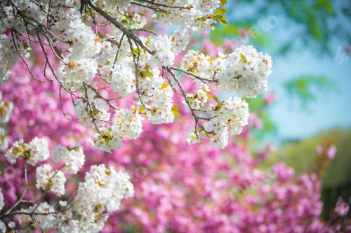 Preview: Pink and white cherry blossom sakura flowers in spring