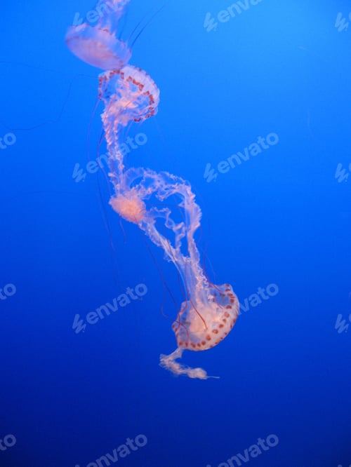 Preview: Pink jellyfish on blue background