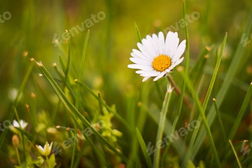 Preview: Spring flowers