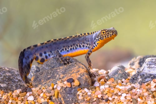 Preview: Alpine newt aquatic animal swimming in freshwater habitat