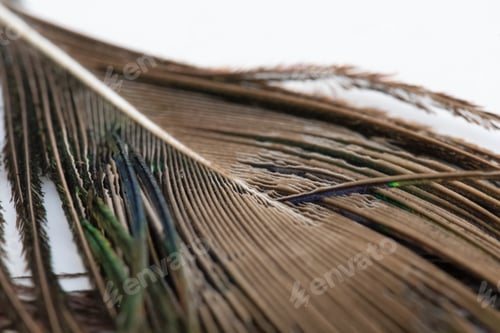 Preview: Peacock feather spine
