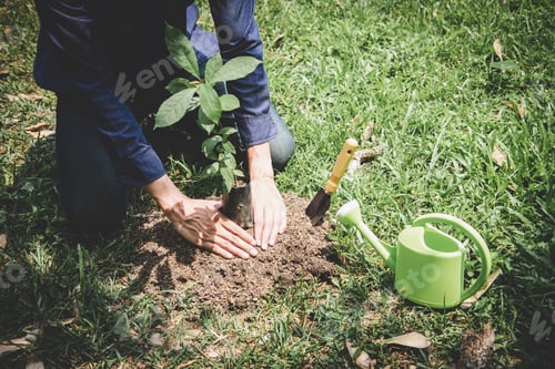 Preview: Hands of young man were planting the seedlings and tree growing into soil while working