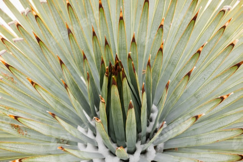 Preview: Chaparral Yucca detail