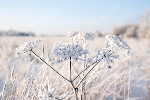 Preview: Snow-covered plants in winter forest during snowfall. Soft light