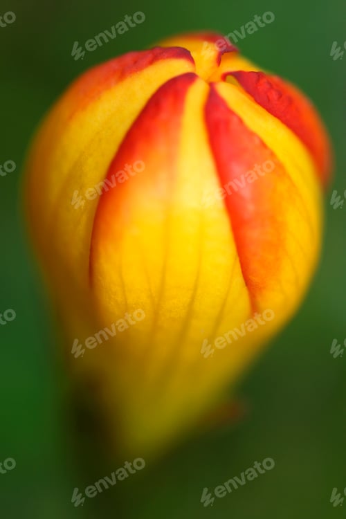 Preview: Wild Flower, El Cajas National Park, Ecuador