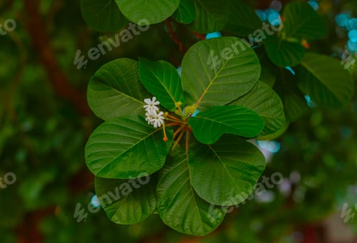 Preview: Beach tropical flowers guettarda speciosa