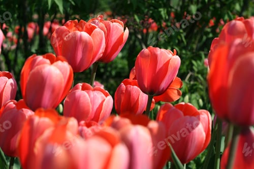 Preview: beautiful tulips