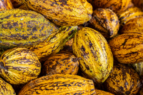 Preview: Cocoa beans and cocoa pod on a wooden surface