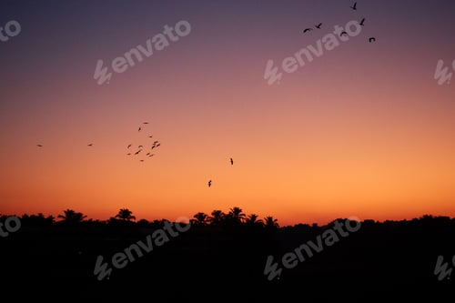 Preview: flying birds at dawn