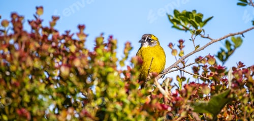 Preview: Yellow-eared bulbul bird perch, Horton Plains National Park