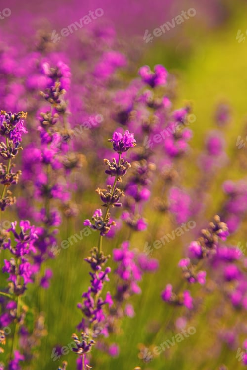 Preview: blooming lavender flowers on the field. Selective focus.