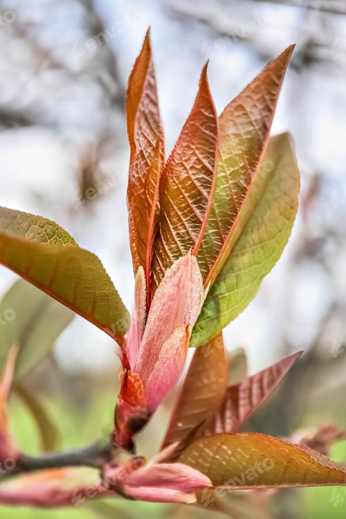 Preview: Budding buds. Natural background of flowering tree branches. Spring