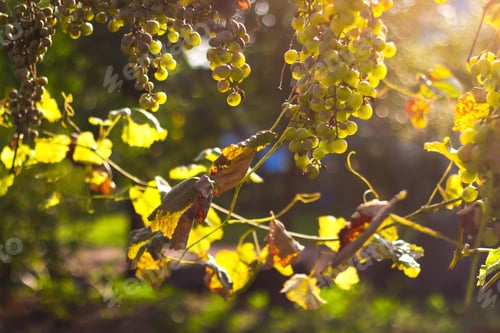 Preview: ripe green grape in vineyard. Grapes green taste sweet growing natural. Green grape on the vine in g