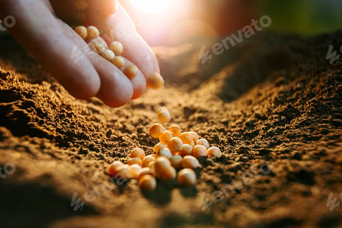 Preview: close up of farmers hand planting pea seeds in the ground Fertile ground