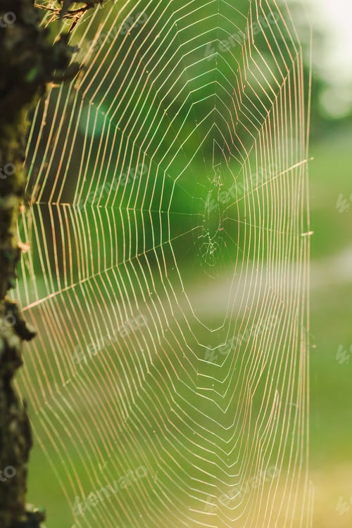 Preview: Spider webs reflect sunlight in the morning.