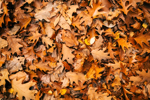 Preview: Yellow autumn leaves of oak, background texture, top view.