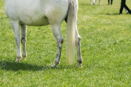 Preview: White horse at equestrian event