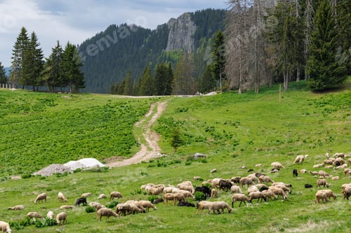 Preview: Herd of sheep on meadow on hillside against backdrop of Rhodope mountains