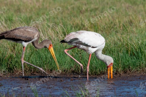 Preview: Yellow-billed Stork - Botswana - Africa