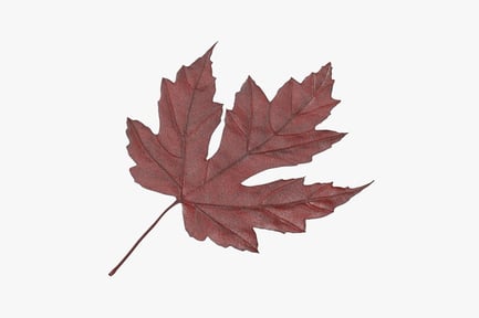 Preview: Detailed Red Maple Leaf with Visible Veins