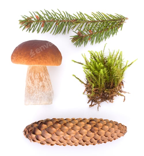 Preview: Forest Concept. Fir-Tree Cone, Fir-Needles, Boletus Edulis, Moss. Isolated on White Background