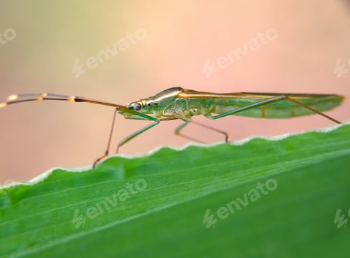 Preview: Rice earhead bug, nature background photo