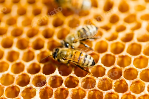 Preview: Beekeeping