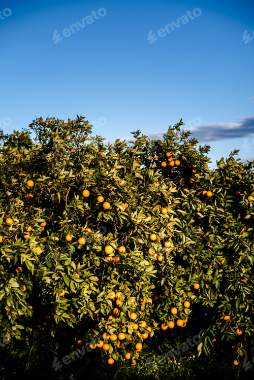 Preview: Ripe oranges grown in a Mediterranean orchard in the sun growing healthy from a Valencian orange