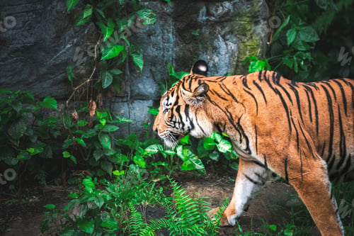 Preview: Amazing view from a tiger in among green trees in jungle