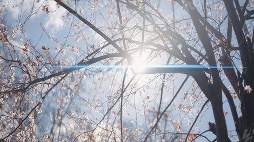 Preview: Beautiful branches of flowering tree on background of sky. Action. Branches of flowering tree swing