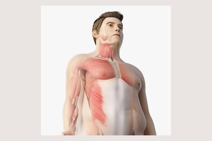 Preview: Rigged Male Anatomy: Full Body Structure