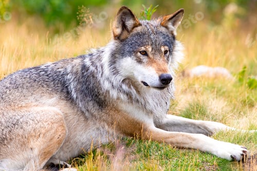 Preview: Large male grey wolf laying in a field in the forest