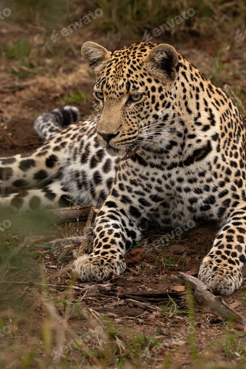Preview: Leopard, Panthera pardus, close up of a leopard reclining.