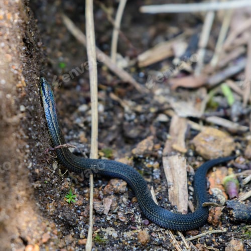 Preview: Common rough-sided snake known as dalawa medilla which lives in highland areas.
