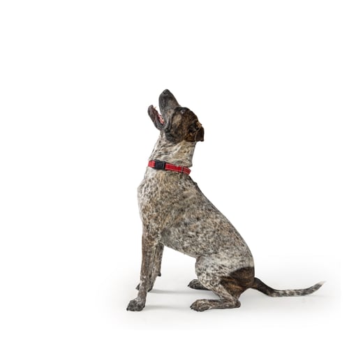Preview: Excited Big Dog Sitting Facing Side Looking Up