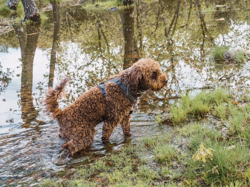 Preview: Side view of a woolly puppy standing on point in lagoon