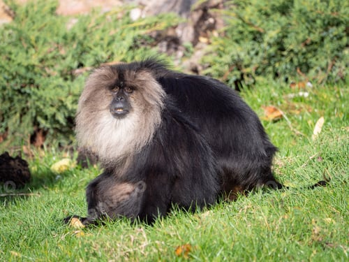 Preview: macaque at the Beauval Zoo in France